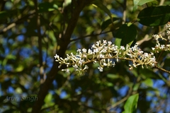 Ligustrum decaisnei
